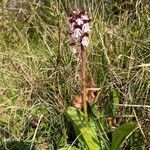 Orchis purpurea Kukka