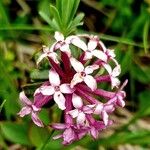 Daphne striata Blüte