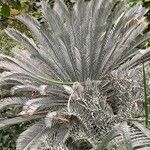 Encephalartos lehmannii ഇല