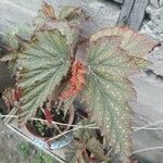 Begonia aconitifolia Leaf