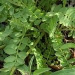 Polemonium boreale Leaf