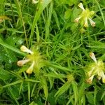 Melampyrum cristatum പുഷ്പം