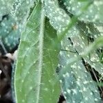 Echium asperrimum Leaf
