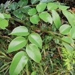 Pterocarpus soyauxii Levél