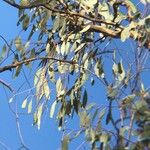 Eucalyptus sideroxylon Levél