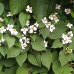 Houttuynia cordata ഇല