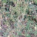 Lactuca serriola Habit