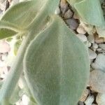 Antirrhinum molle Leaf