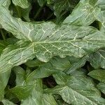 Arum italicum পাতা