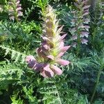 Acanthus spinosusFlower