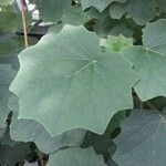 Roldana petasitis Leaf
