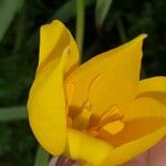 Tulipa sylvestris Blüte