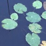 Nymphaea tetragona 葉