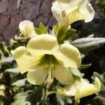 Hyoscyamus albus Fleur