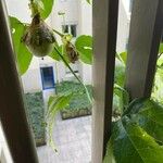 Passiflora edulis Fruto