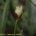Juncus triglumis Fleur