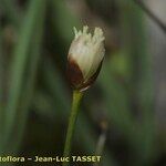 Juncus triglumis Flower