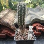 Pachycereus pecten-aboriginum Hoja