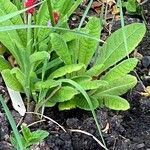 Primula vialiiLeaf