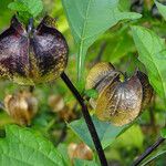 Nicandra physalodes 果