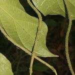 Piper multiplinervium Fruit