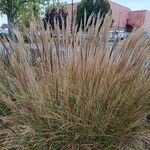 Miscanthus sinensis Flower