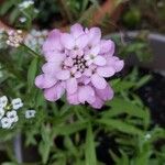 Iberis gibraltarica Çiçek