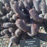 Mammillaria pottsii অভ্যাস