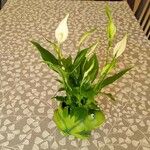 Spathiphyllum wallisii Квітка