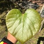 Vernicia fordii Leaf