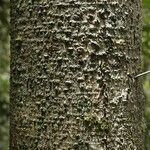 Licania densiflora Bark