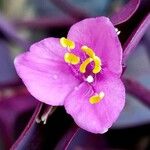 Tradescantia pallidaBlomst