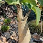 Cyphostemma juttae Corteza