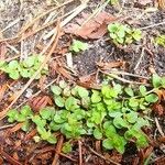 Lysimachia tenella Leaf