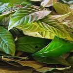 Psychotria viridis Foglia