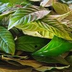 Psychotria viridis List