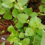 Torenia crustacea Blad