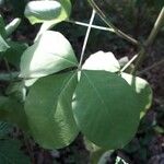 Crotalaria pallida পাতা