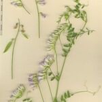 Vicia sylvatica Autre