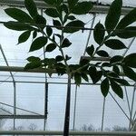 Amorphophallus borneensis Hoja