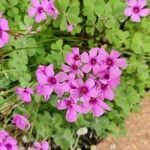 Oxalis debilis फूल