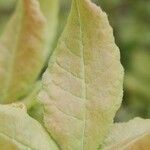 Rhododendron canescens Blatt