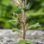 Campanula erinus Flower