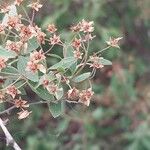 Spiraea hypericifolia Кветка