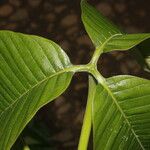 Couma macrocarpa Leaf