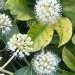 Fatsia japonicaFlower