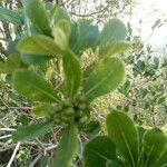 Pittosporum viridiflorum Foglia