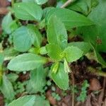Lindernia dubia Leaf