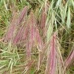 Hordeum jubatum Leaf