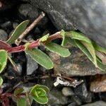 Epilobium denticulatum Leaf